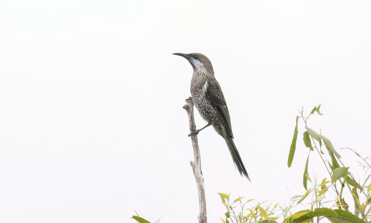 Western Wattlebird - ML650171244