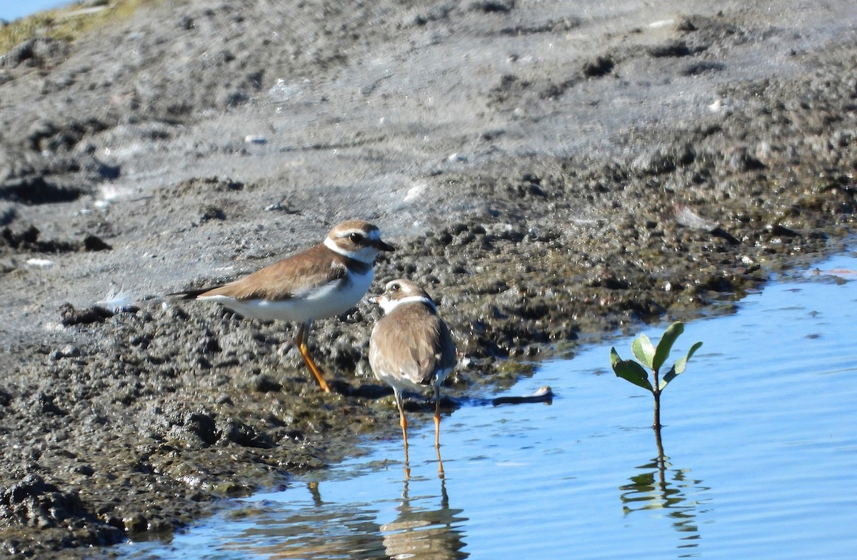 amerikasandlo - ML650171301