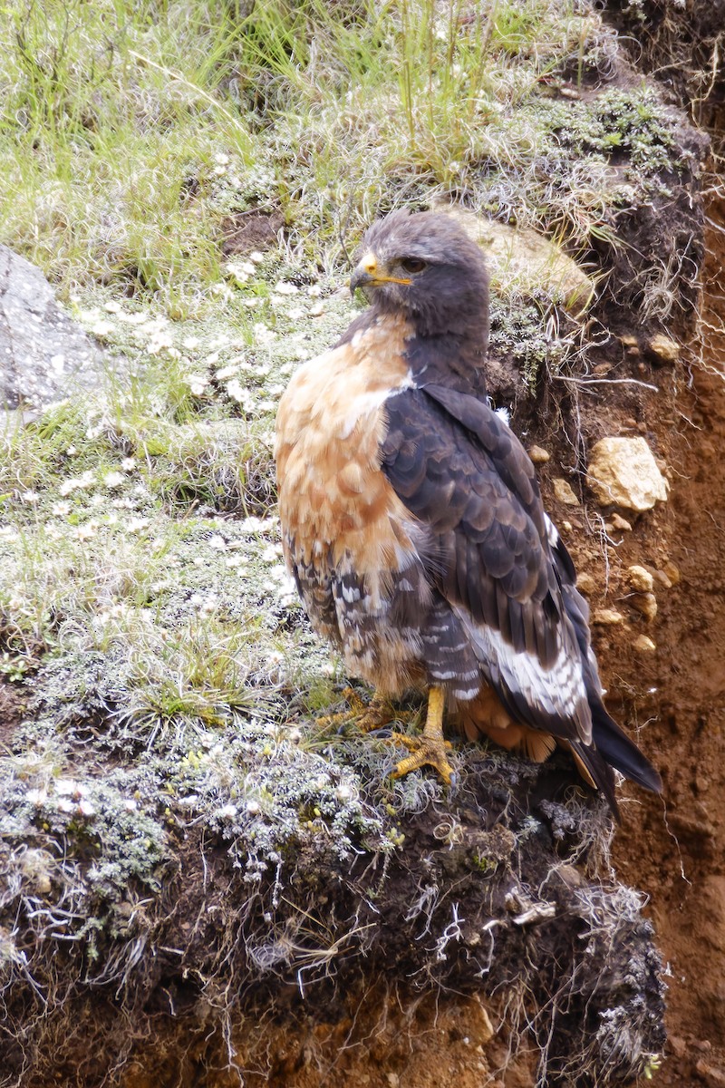 Скальный канюк - ML650171481