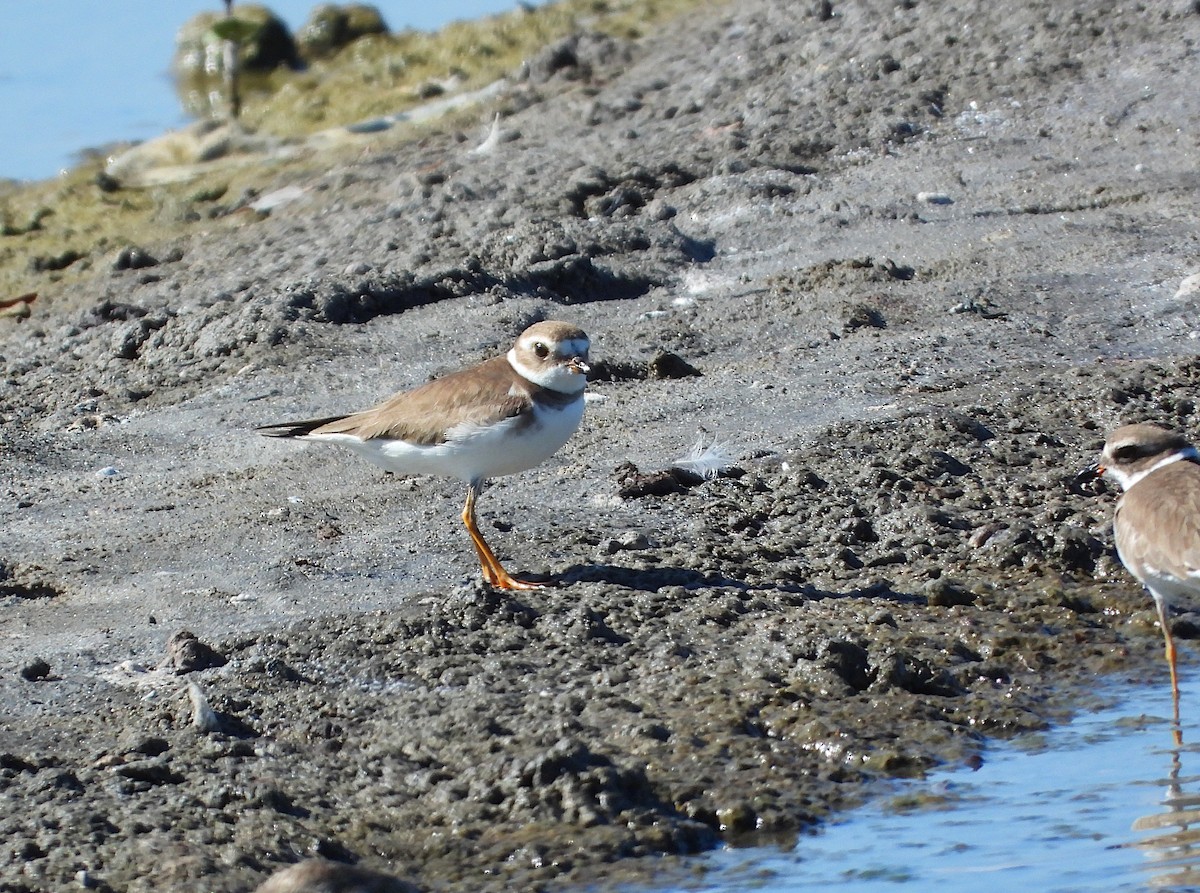 amerikasandlo - ML650171649