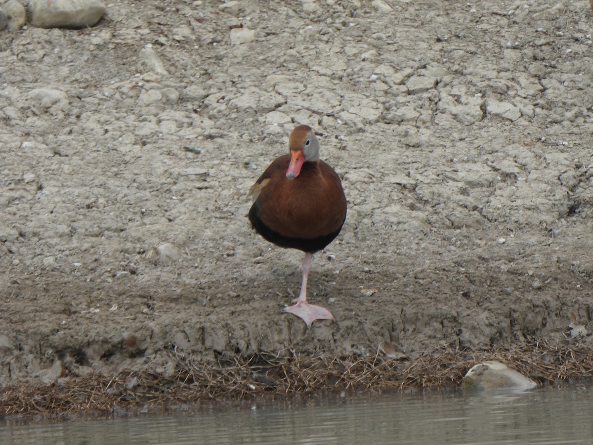 Black-bellied Whistling-Duck (Northern) - ML650172529