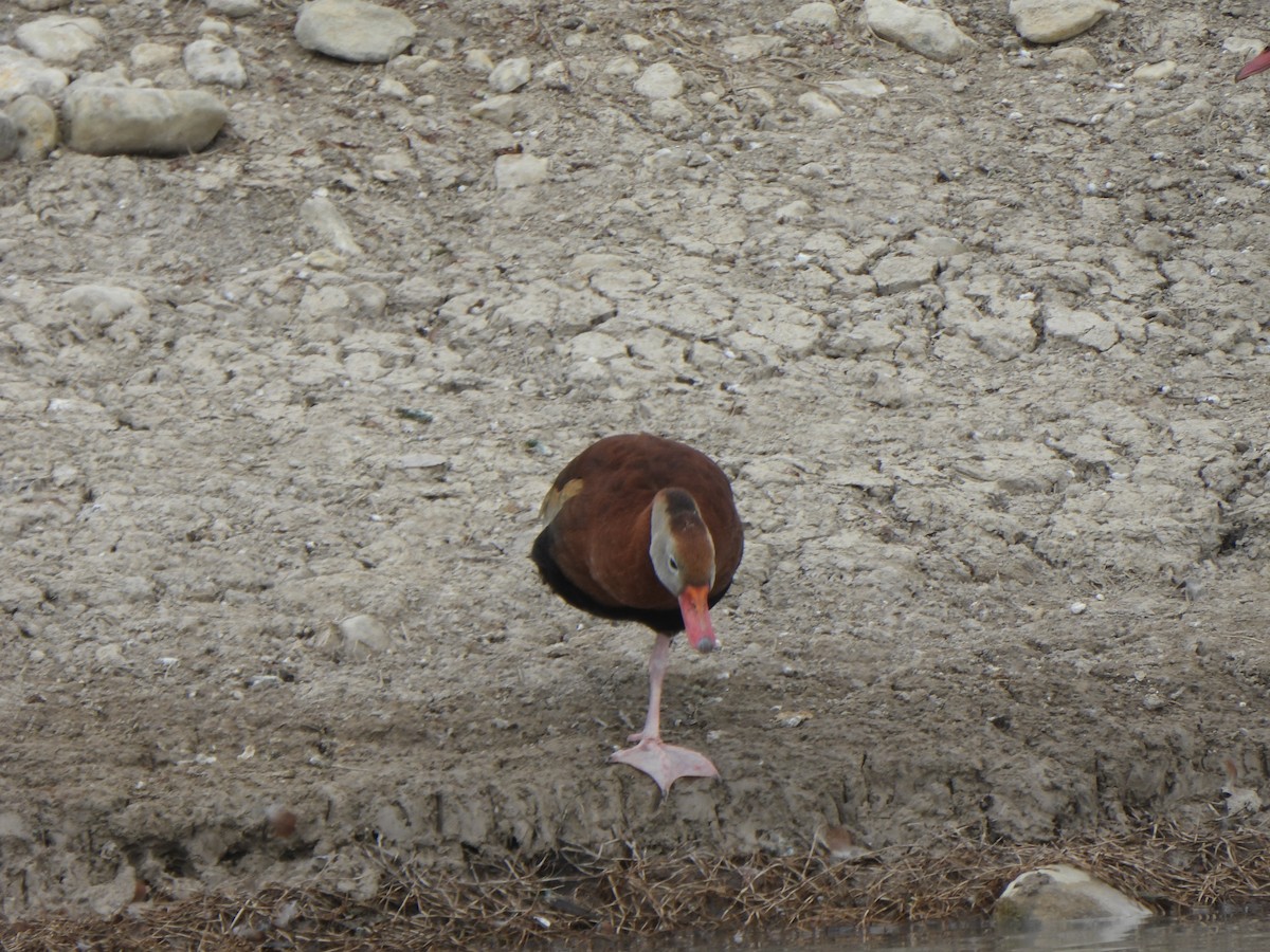 Black-bellied Whistling-Duck (Northern) - ML650172531