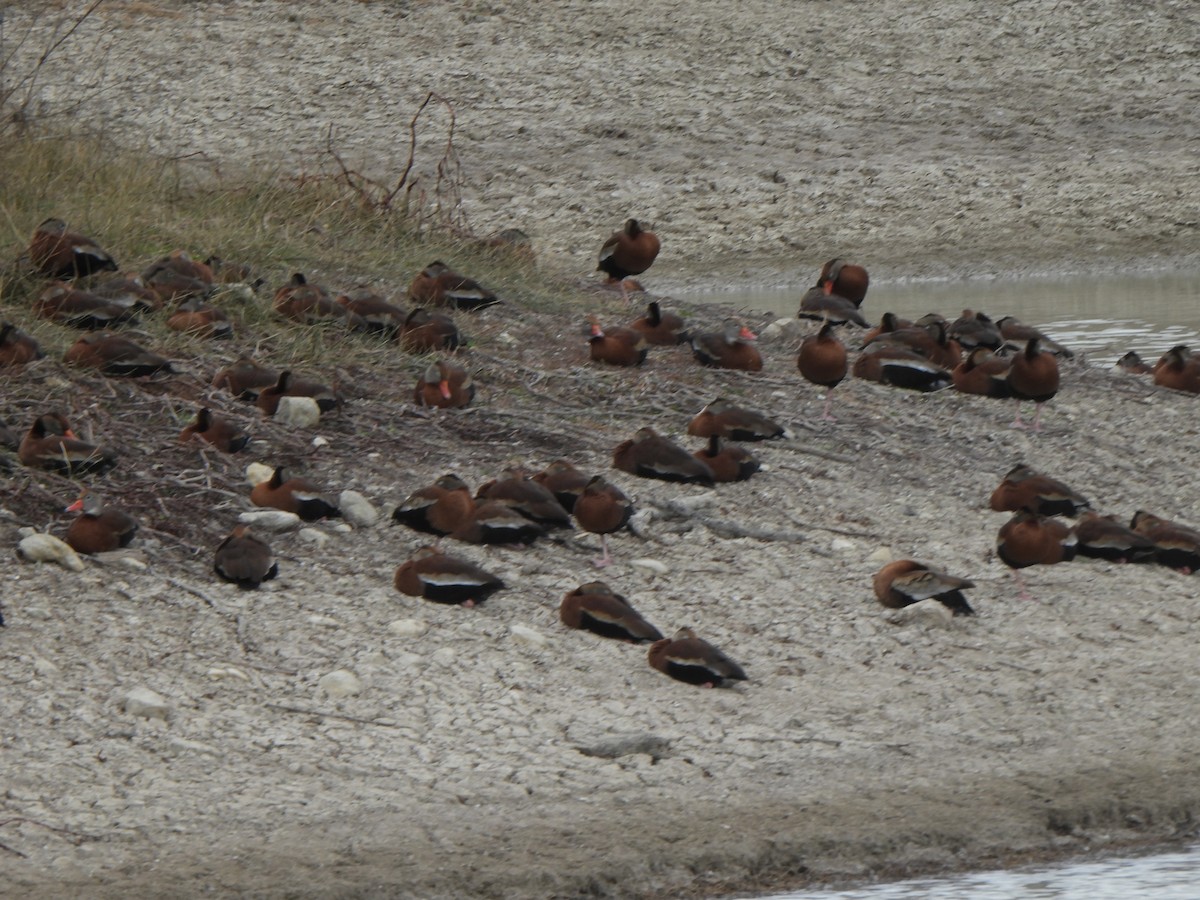Black-bellied Whistling-Duck (Northern) - ML650172532