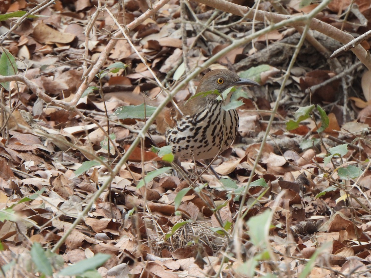 Long-billed Thrasher - ML650172582