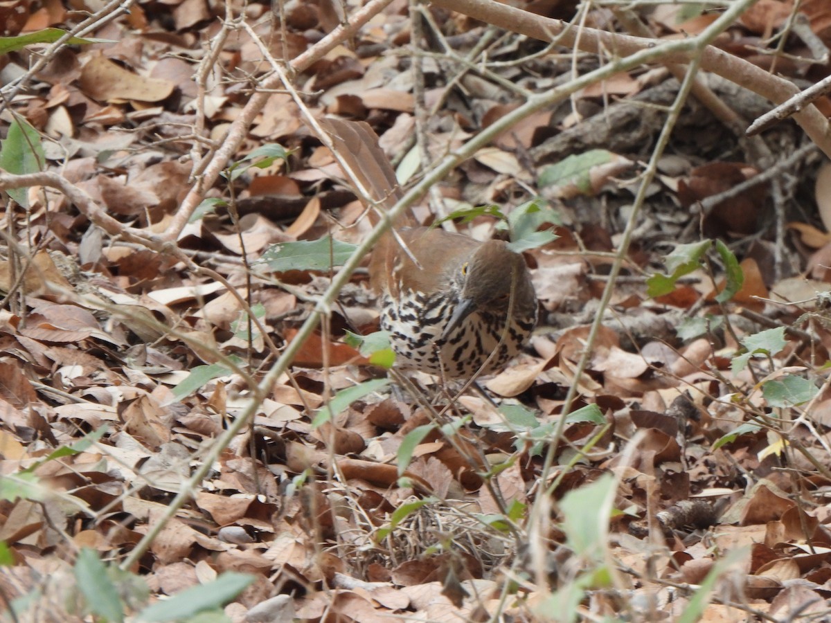Long-billed Thrasher - ML650172583