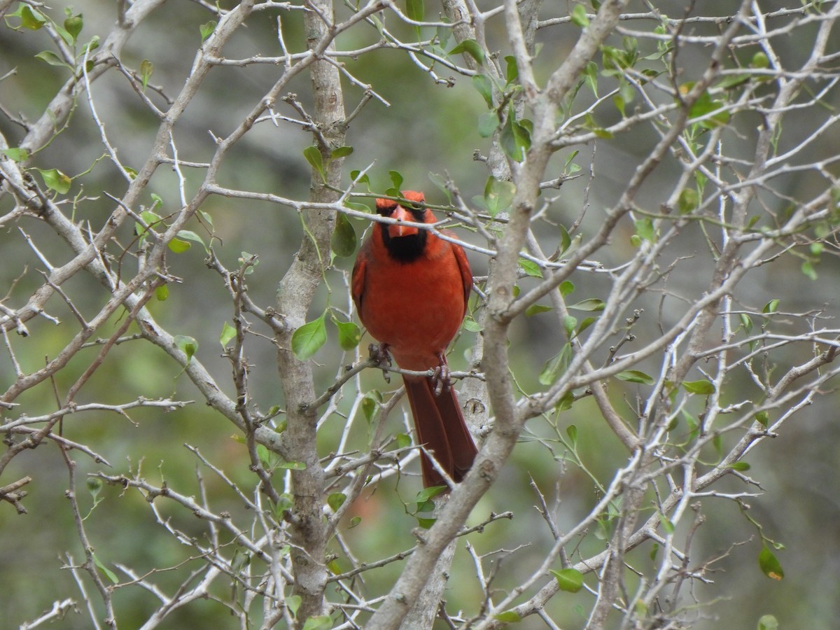 Northern Cardinal (Common) - ML650172597