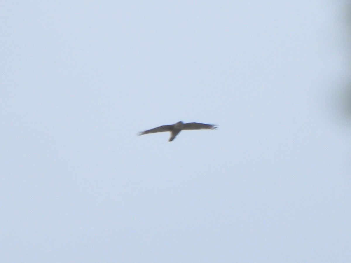 Cooper's Hawk - ML650172607