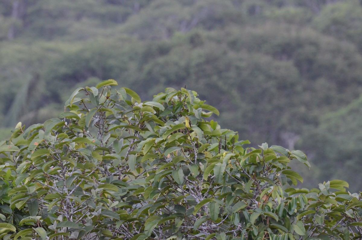 Scarlet Tanager - ML650172744