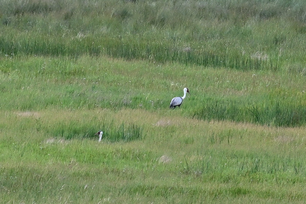 Журавель білошиїй - ML650173536