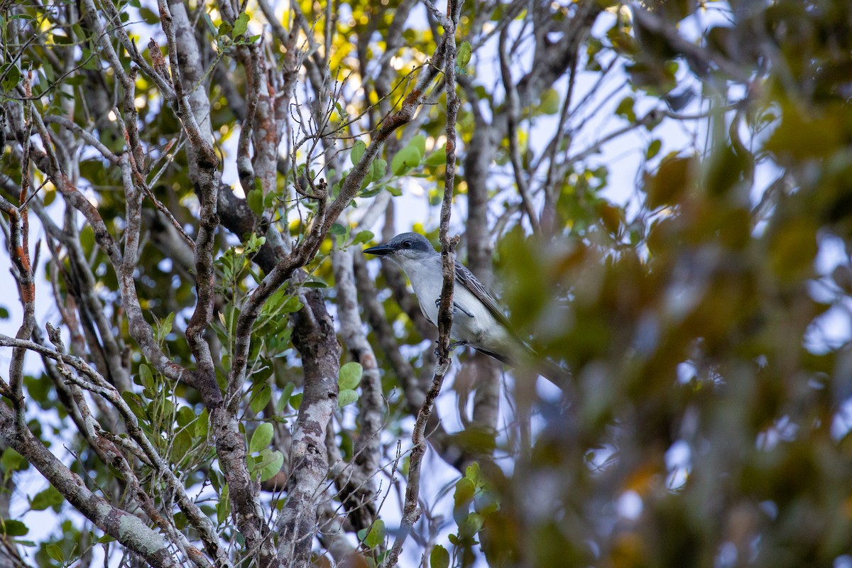 Tirano Dominicano - ML650173733