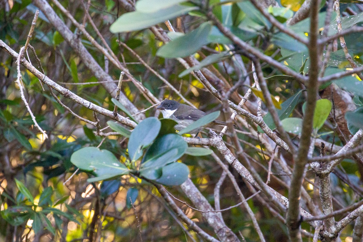Tangara Puertorriqueña - ML650173740