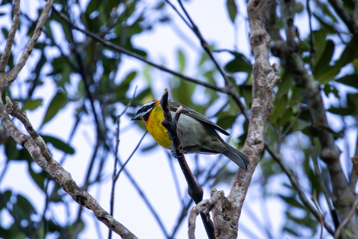 Cigua Puertorriqueña - ML650173743