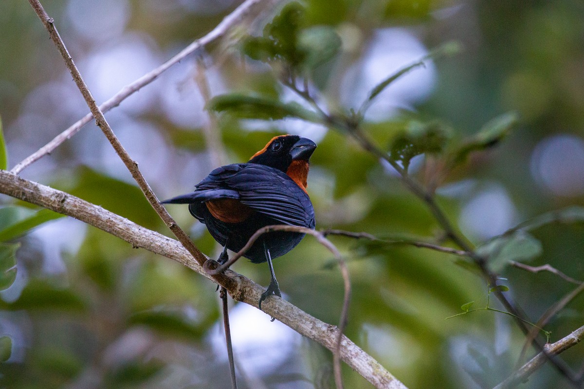 Semillero Puertorriqueño - ML650173748