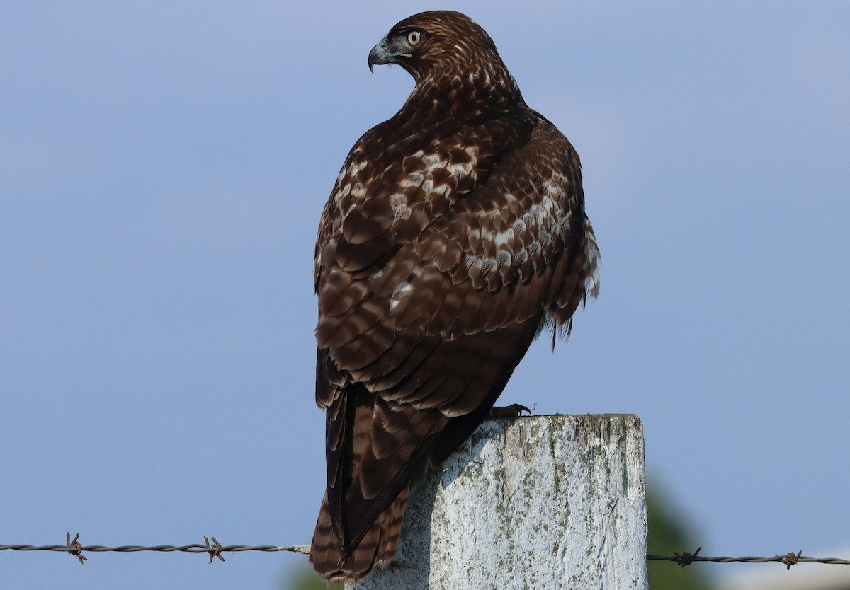 rødstjertvåk - ML650173817