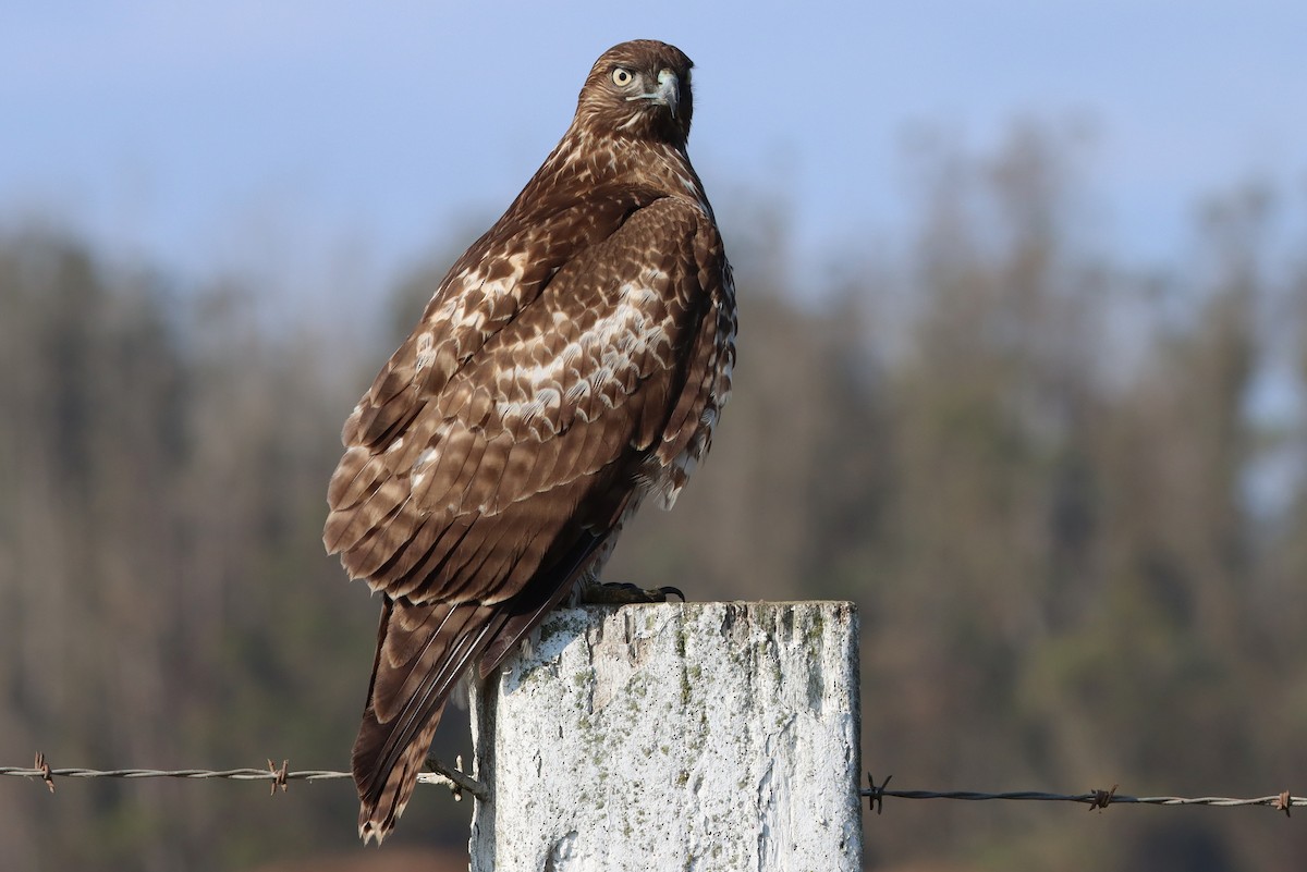 rødstjertvåk - ML650173863