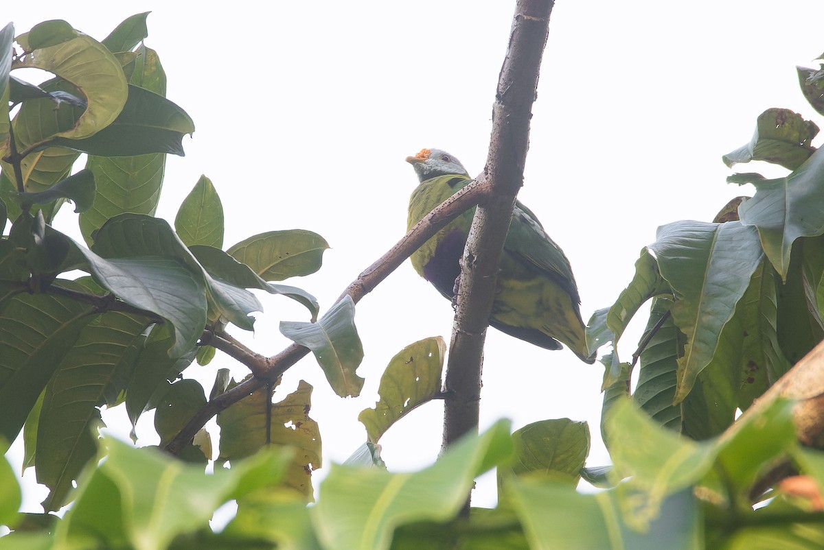 Carunculated Fruit-Dove - ML650173947