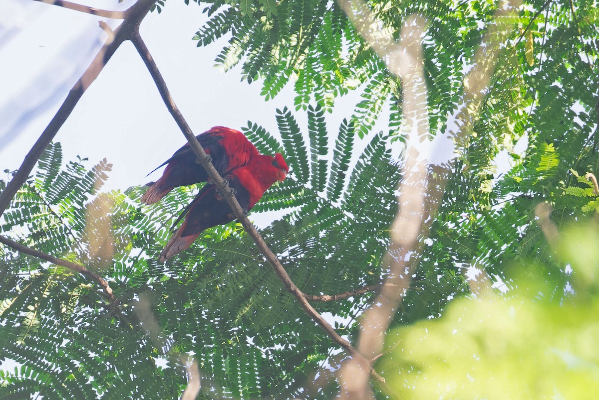 Violet-necked Lory - ML650173954