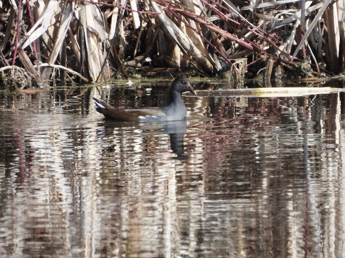 Common Gallinule - ML650174476