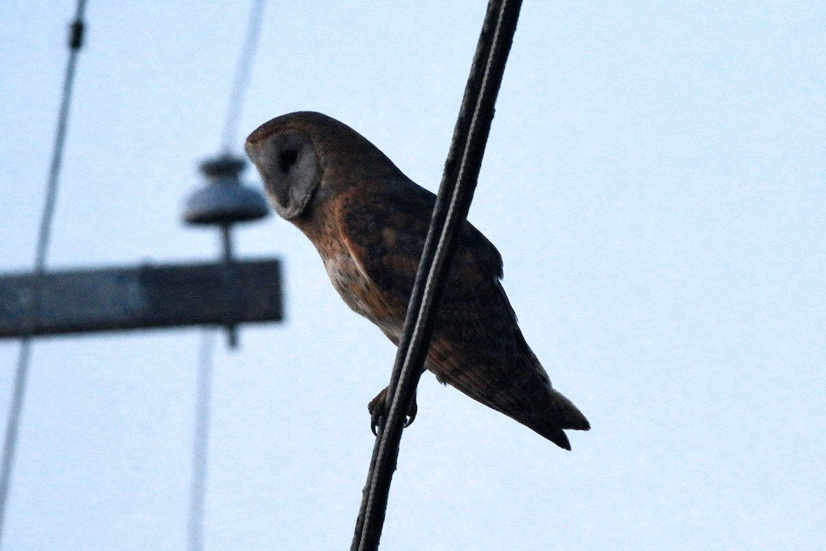American Barn Owl - ML650174493