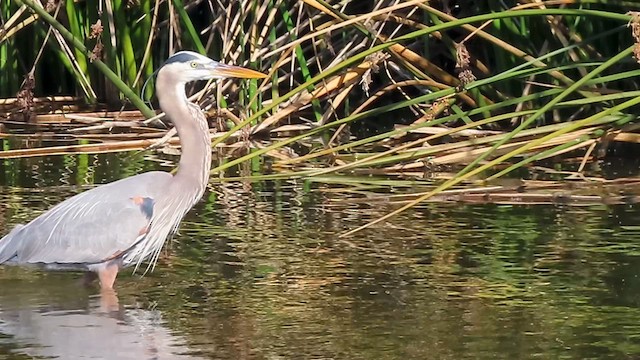Great Blue Heron - ML650174551