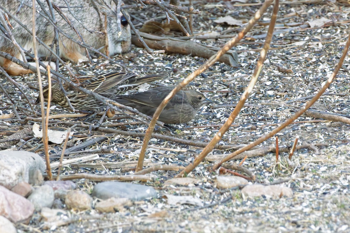 Brown-headed Cowbird - ML650174891