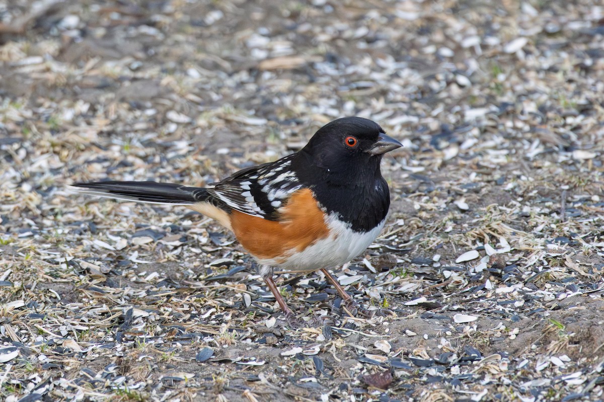 Spotted Towhee - ML650175084