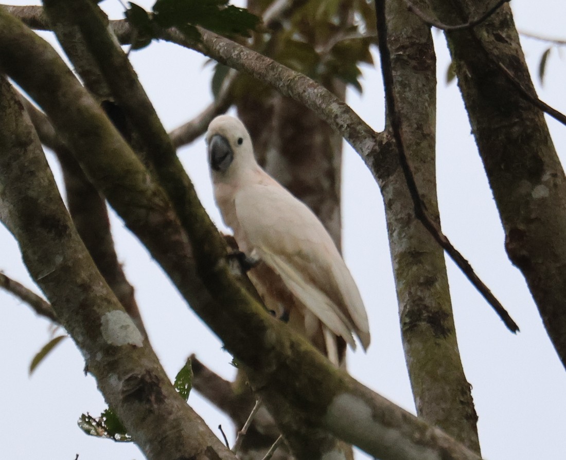 Salmon-crested Cockatoo - ML650175494