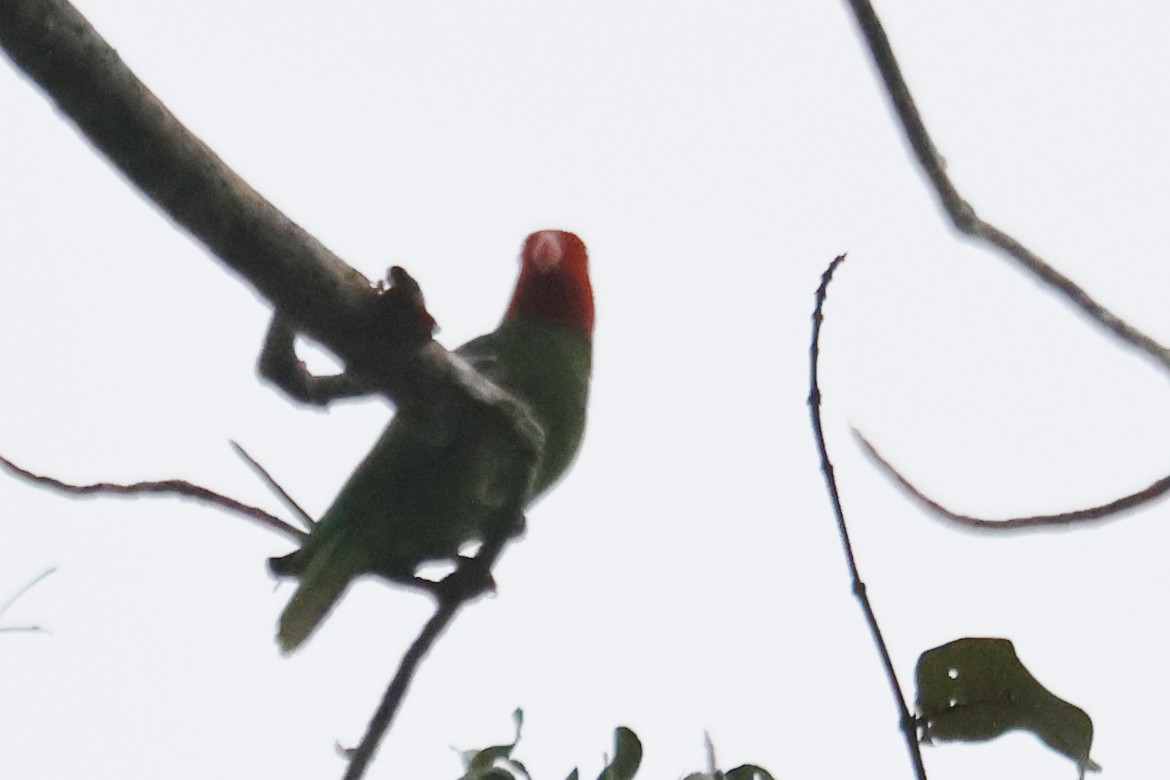 Red-cheeked Parrot - ML650175611