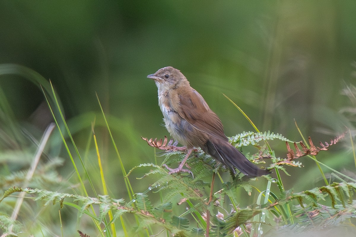 ウチワセッカ - ML650176230