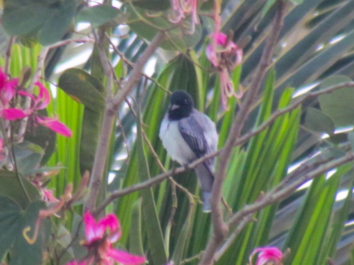 Black-headed Cuckooshrike - ML650176250