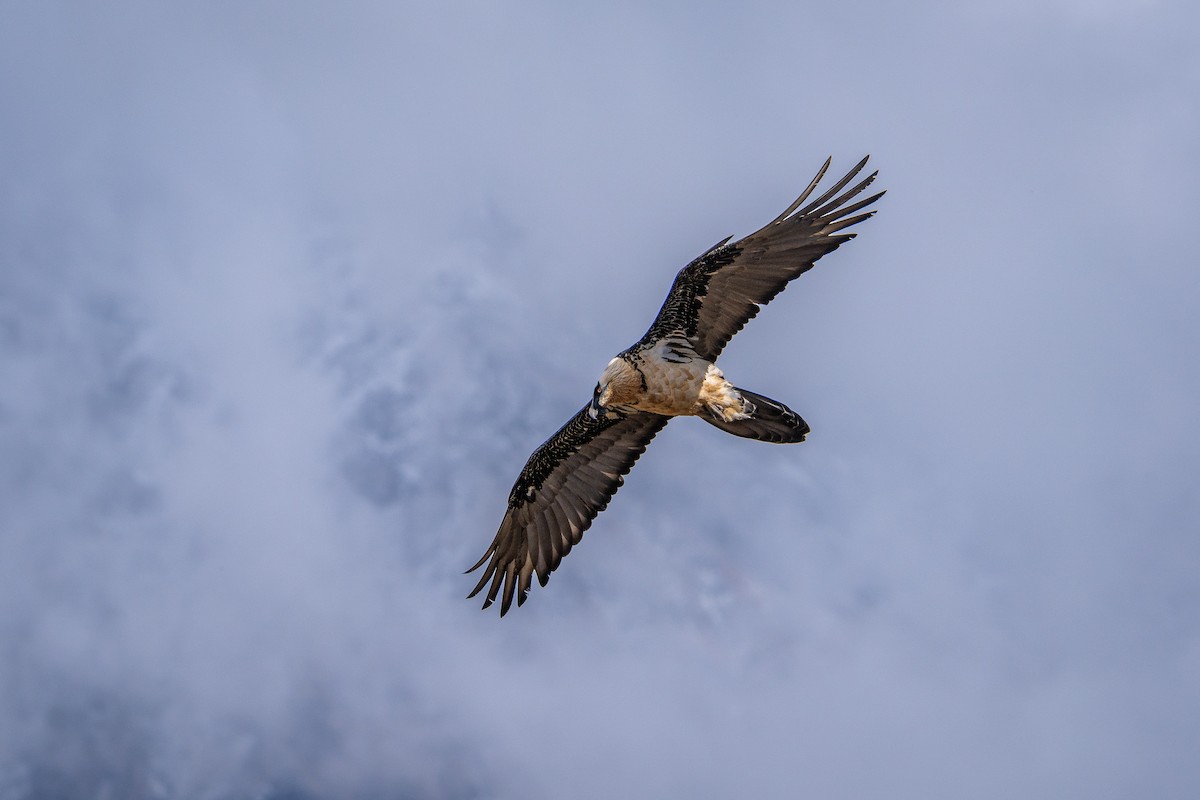 Gypaète barbu - ML650176673