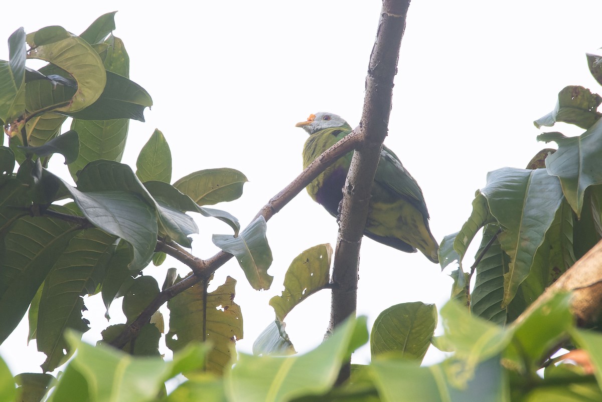 Carunculated Fruit-Dove - ML650176733