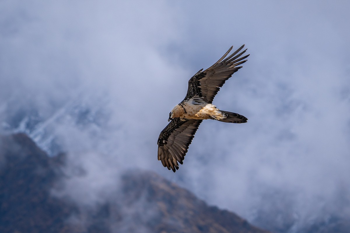 Gypaète barbu - ML650177054