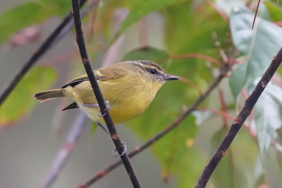 Negros Leaf Warbler - ML650177373