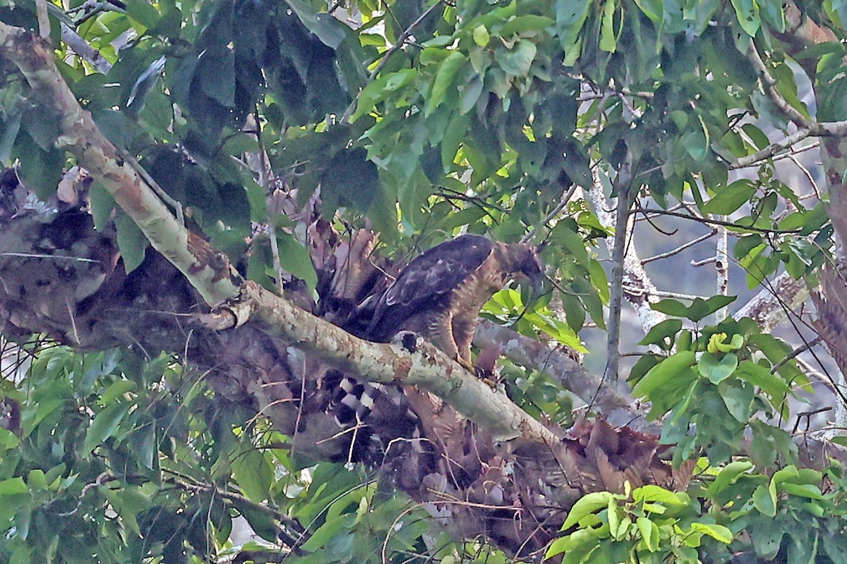 Legge's Hawk-Eagle - ML650177409