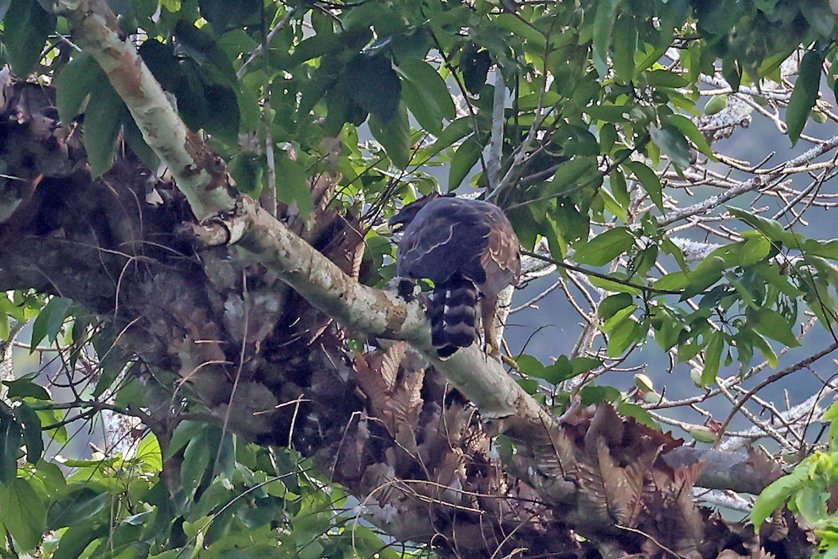 Legge's Hawk-Eagle - ML650177410