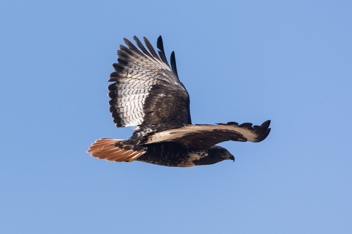 Скальный канюк - ML650178540