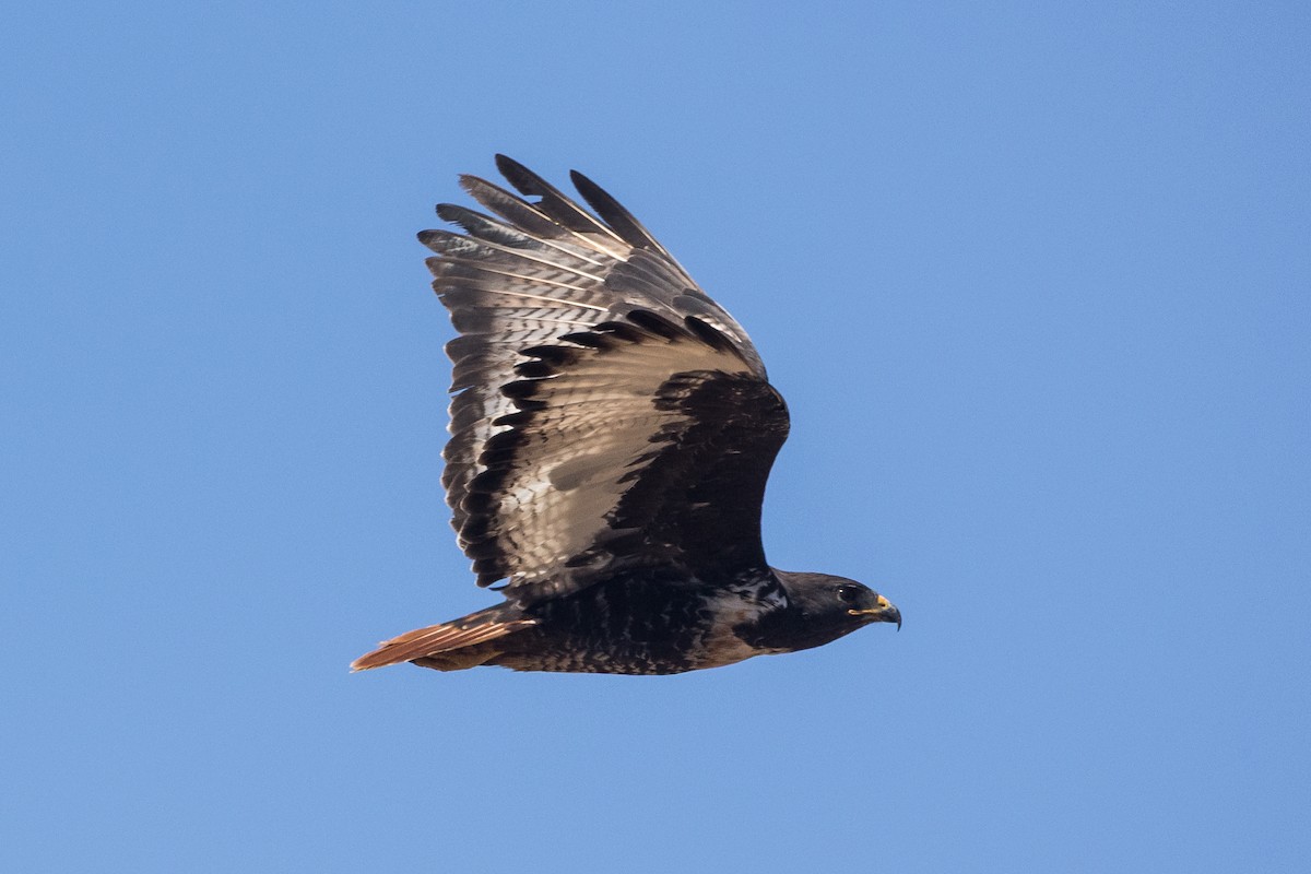 Скальный канюк - ML650178541