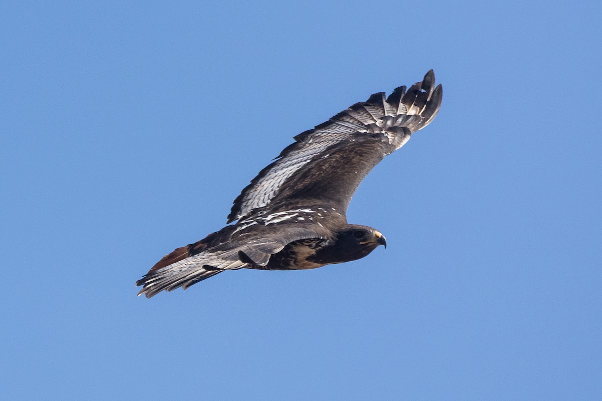 Скальный канюк - ML650178542