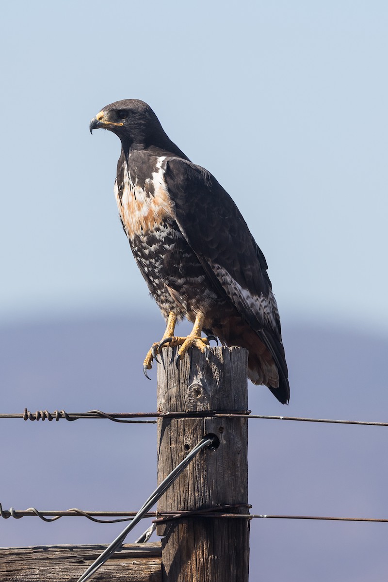 Скальный канюк - ML650178543