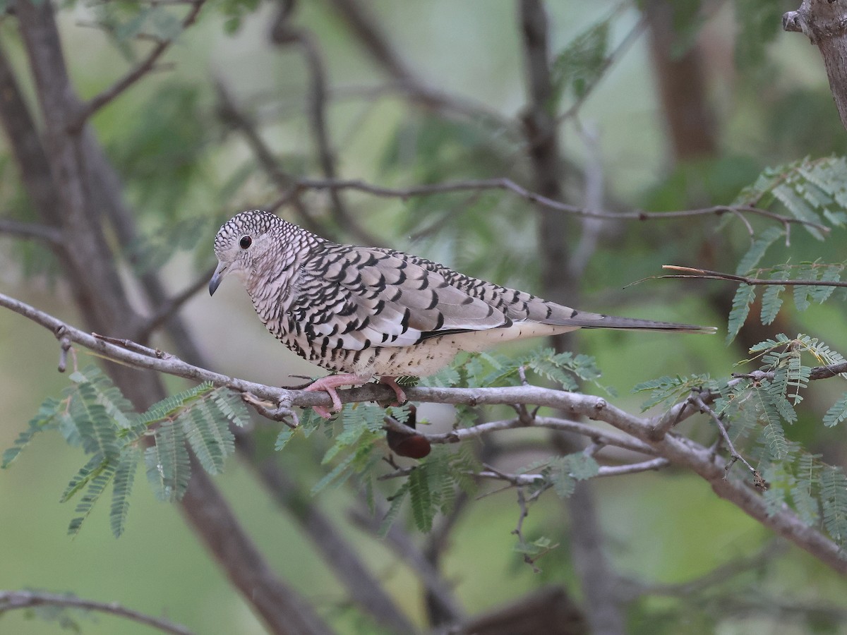 Scaled Dove - ML650178734