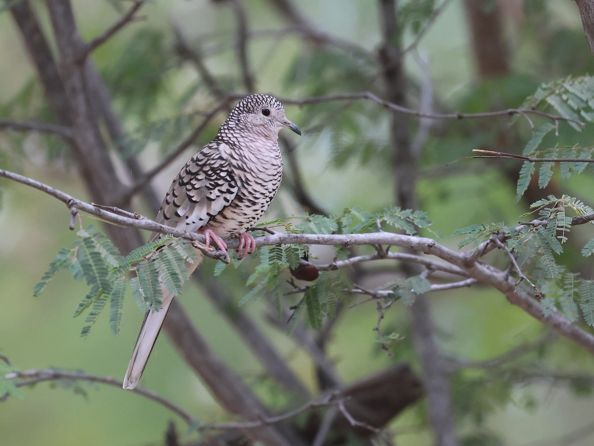 Scaled Dove - ML650178735