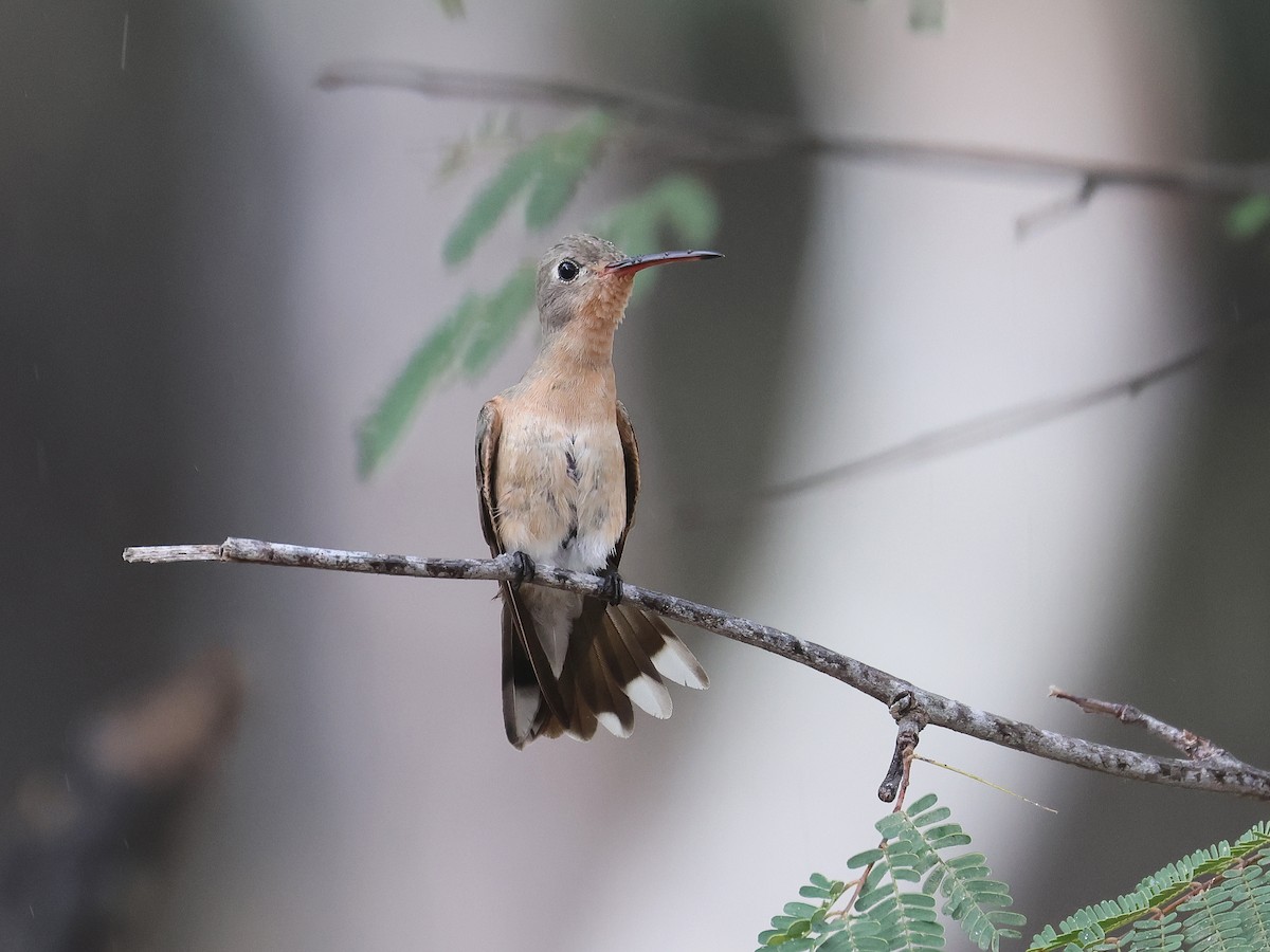 Buffy Hummingbird - ML650178738