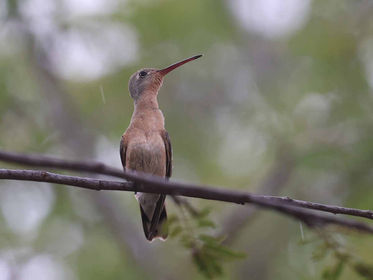 Buffy Hummingbird - ML650178739