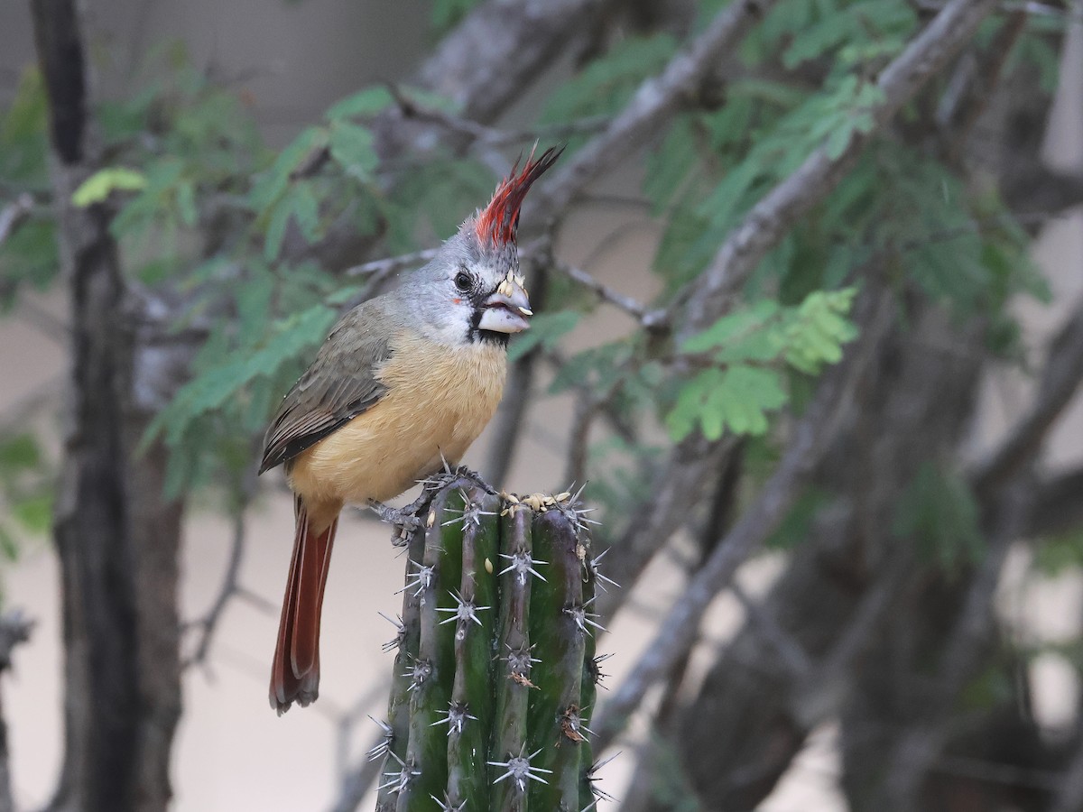 Vermilion Cardinal - ML650178748