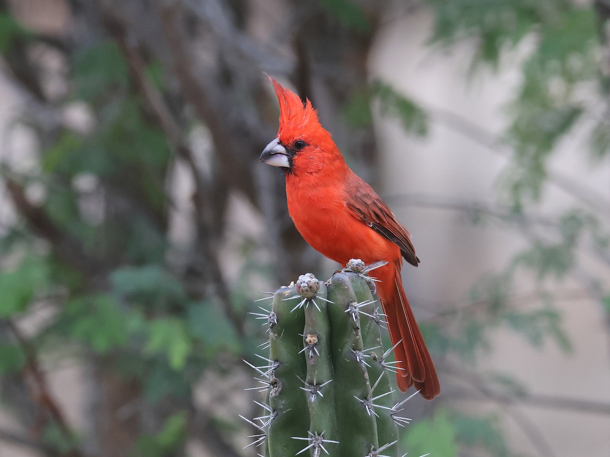Vermilion Cardinal - ML650178749