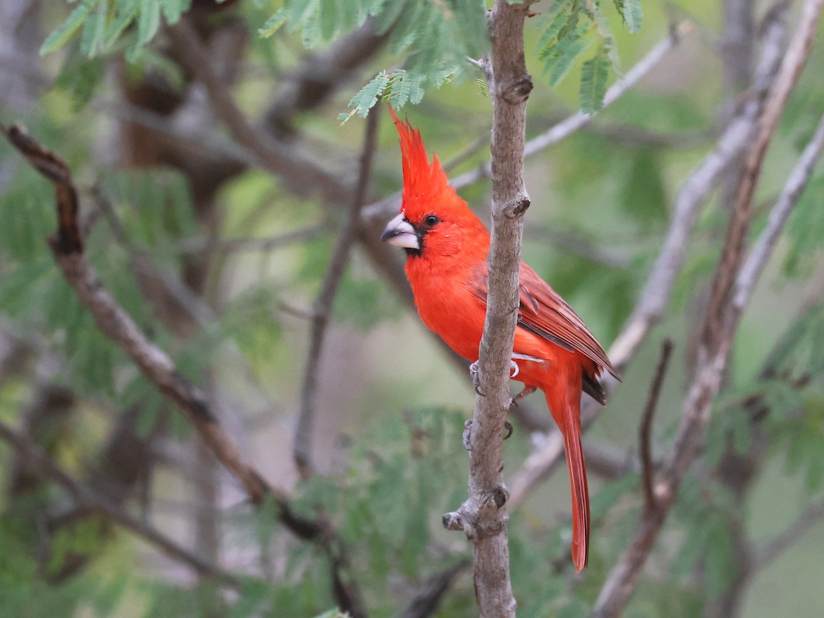 Vermilion Cardinal - ML650178751