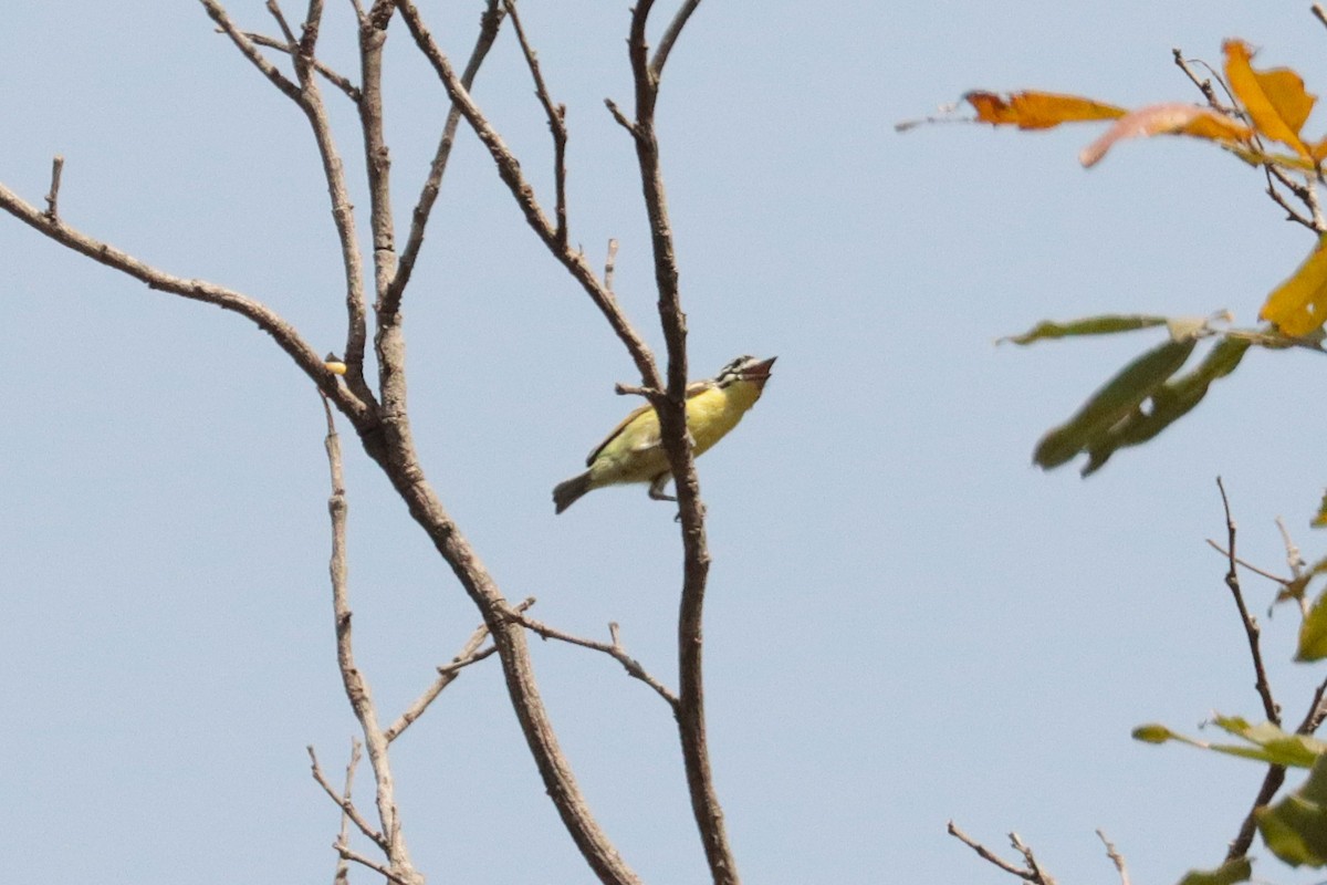 Yellow-fronted Tinkerbird - ML650178952