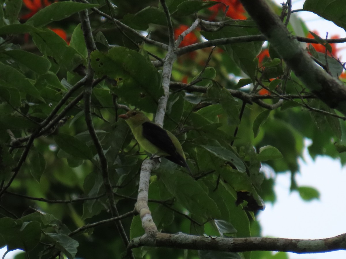 Scarlet Tanager - ML650179205