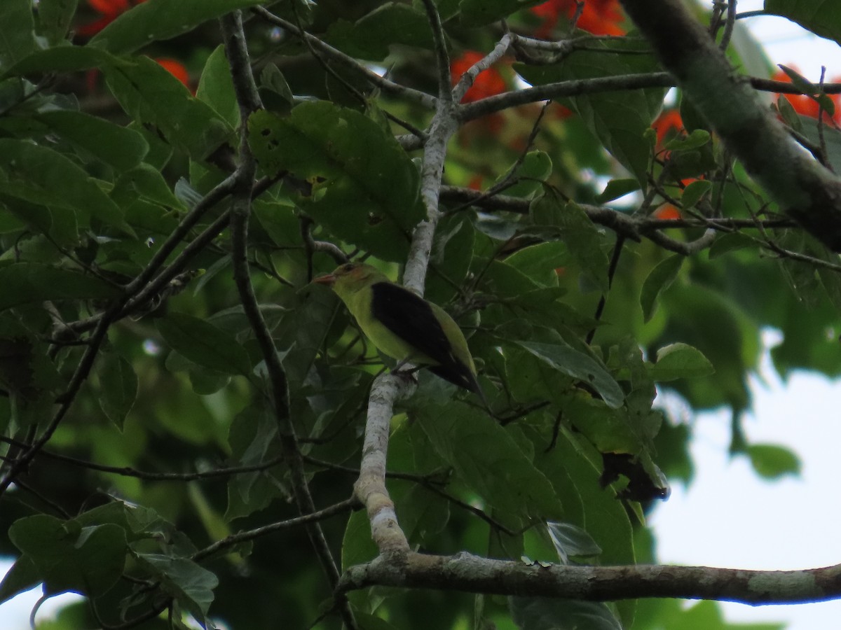 Scarlet Tanager - ML650179206